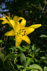 Yellow oriental lily in the garden