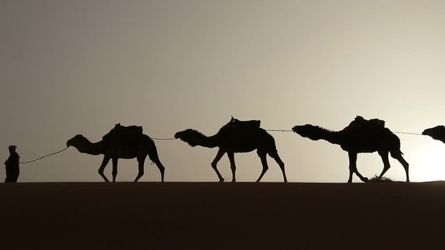 Arabic traditional headdress robe walking with his camels in the desert sand dunes silhouette sunset