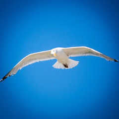 Gull