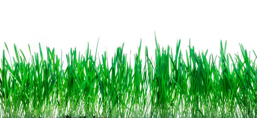 Fototapeta premium Rye grown in the ground.
