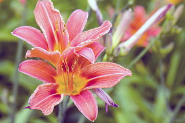 Beautiful Lily Flower in Park