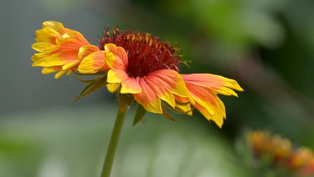 Red-yellow flowers grow in the garden in summer