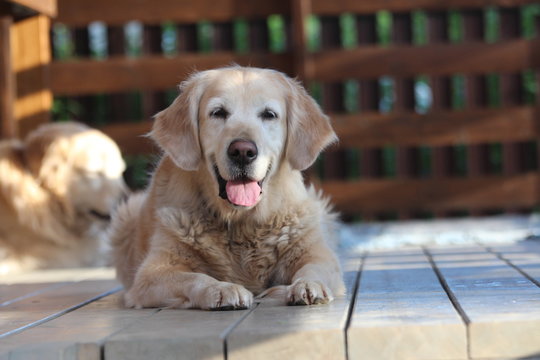 Beautiful golden retriver lie on the terrace.
