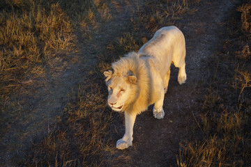 Fototapeta na wymiar white lion is on the road
