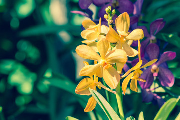 Obraz premium Orchid flower in garden at winter, spring for postcard beauty, agriculture idea concept design. Orchids are export business products of Thailand that make a lot of money. Vintage style effect picture.