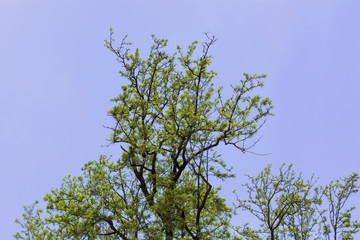 abstract background of the tree branches with green leaves and blue sky on background