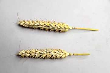 Foto op Plexiglas Wheat head (ear of corn) on a neutral background. © Kim