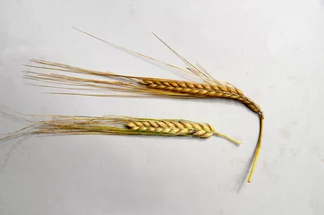 Foto op Plexiglas Barley head (ear of corn) on a neutral background. © Kim