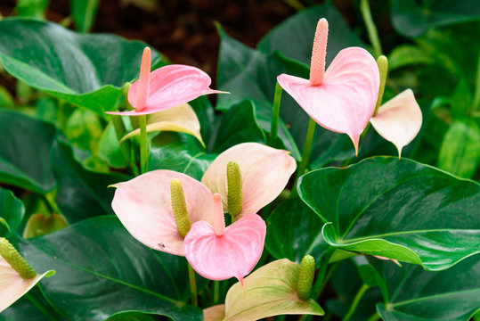 Pink spadix flower, Flamingo lily, Pink anthurium andreanum flower in the garden.Thailand. © bubbers