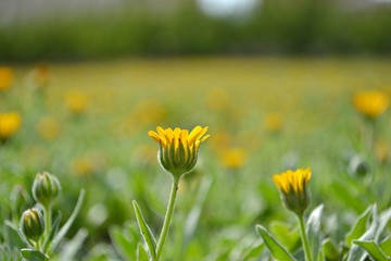 Obraz premium Little yellow flower isolated in a flower field