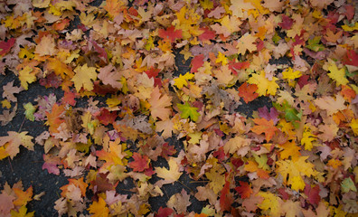 Fallen Leaves