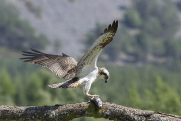 osprey