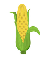 Corn is ripe with leaves isolated on a white background. Vector
