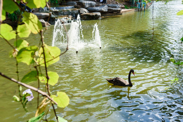 Black swan swimming in pond.