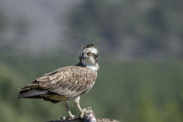 osprey