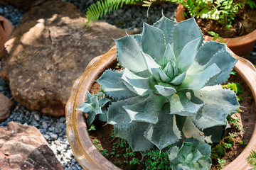 Turquoise succulent echeveria in pots.