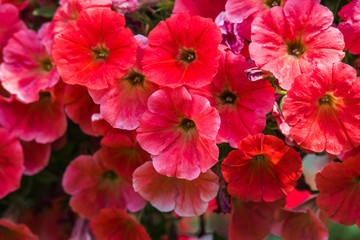 colorful petunia