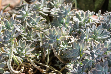 Turquoise succulent echeveria in pots.