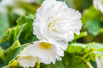 colorful begonia
