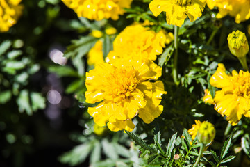 colorful blooming tagetes