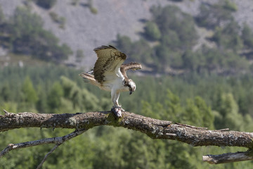 osprey