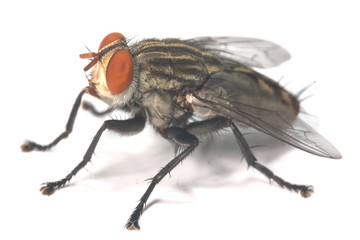 Big fly isolated on white background
