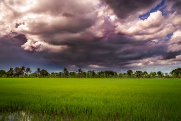 Dark clouds over rice field before rain storm. Natural background