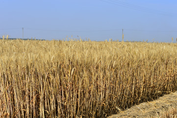 Fototapeta premium wheat