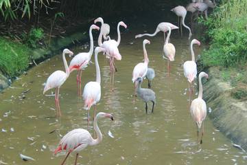 flamants roses