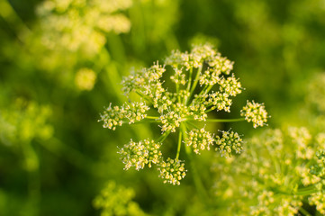 Flowers of dill