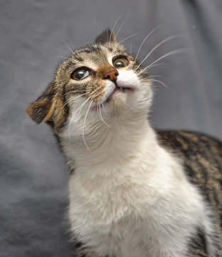 Crazy cat