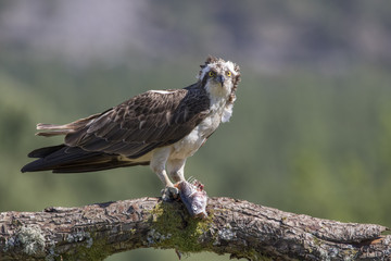 osprey