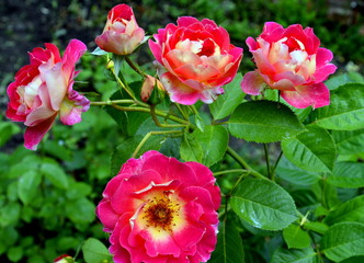 Fototapeta na wymiar Bush roses