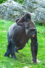     Gorilla and baby, monkey who carries his baby on its back 
