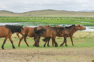 animals grazing on grass and on water source of desert oasis
