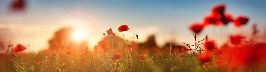 Beautiful poppy flowers on the field at sunset - obrazy, fototapety, plakaty