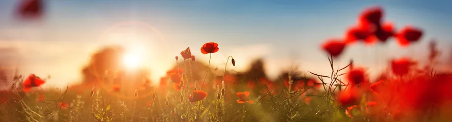 Photo sur Plexiglas Fleurs Belles fleurs de pavot sur le terrain au coucher du soleil