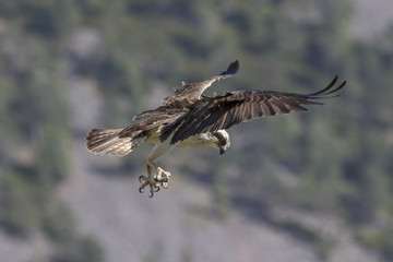 osprey