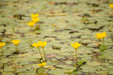Water lily