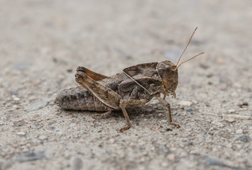 Brown grasshopper sitting on a road