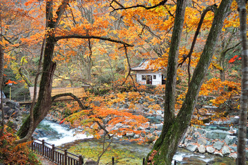 Takaragawa onsen hot spring with colorful trees in autumn, Japan