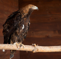 Eagle sit  on wood and looking close up photo shot