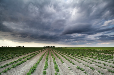 Fototapeta na wymiar stormy sky over potato field