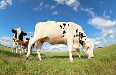 Tableaux ronds sur aluminium brossé Vache cow grazing on pasture