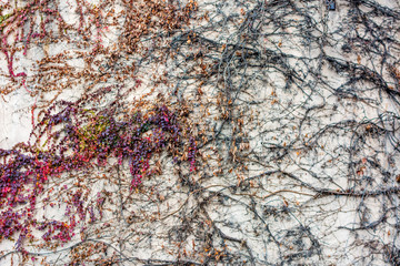 Autumn colorful leaves and branch of tree growing and climb on concrete wall background and texture