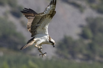 osprey