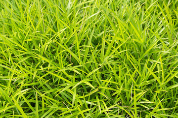 Beautiful spring grass outdoors.Green grass texture and background in the morning.