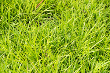 Beautiful spring grass outdoors.Green grass texture and background in the morning.