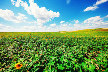 field of blooming sunflowers