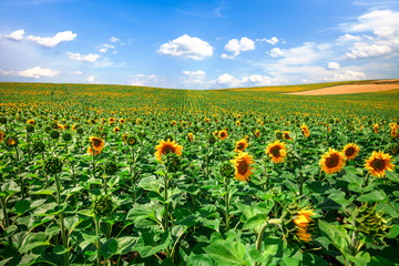 field of blooming sunflowers